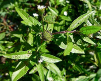 Bhringraj